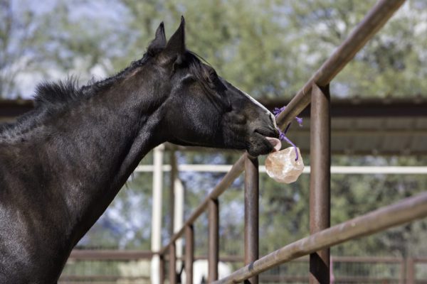 Animal Licking Salt Manufacturer & Supplier from Pakistan