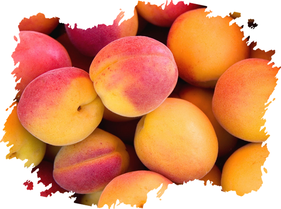 Apricots Producer & Supplier from Pakistan