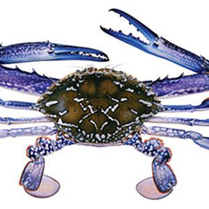 Blue Swimming Crab Supplier from Pakistan