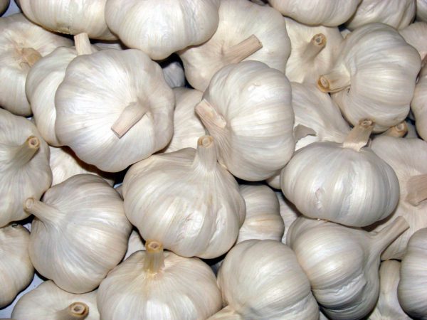 Garlic Producer & exporter from Pakistan