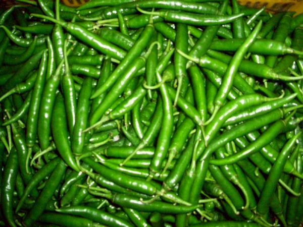 Green Chilli Producer & Supplier from Pakistan