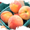 Peaches Producer & Supplier from Pakistan