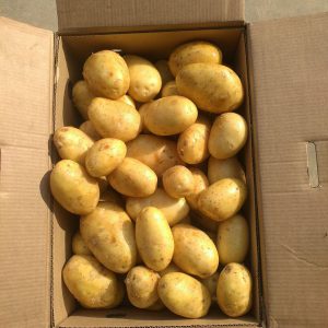 Potato (Washed) Producer & Supplier from Pakistan