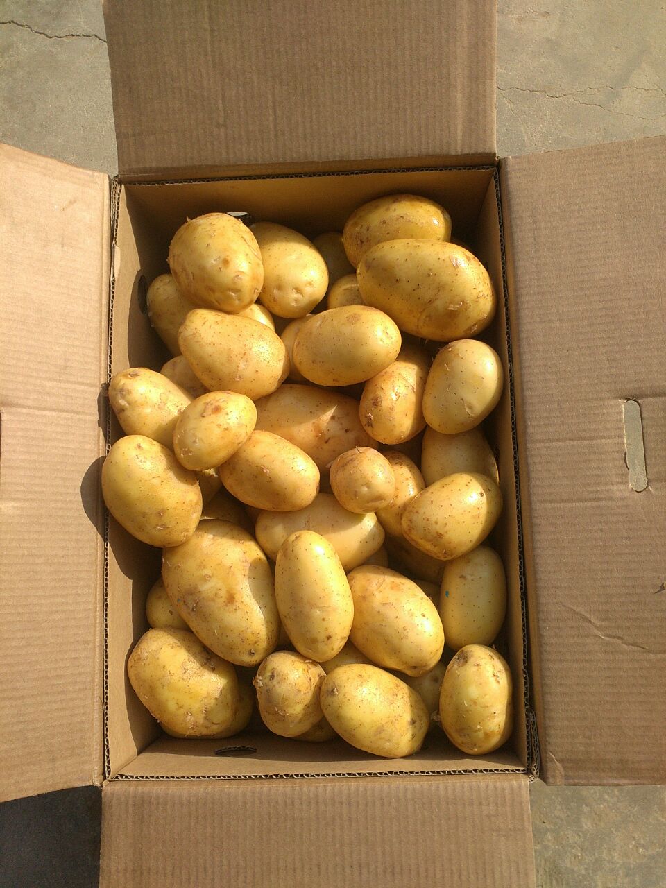 Potato (Washed) Producer & Supplier from Pakistan