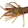 Rock Lobster Supplier and Exporter from Pakistan