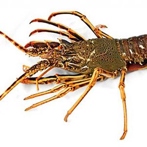 Rock Lobster Supplier and Exporter from Pakistan