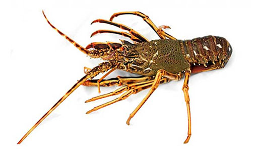 Rock Lobster Supplier and Exporter from Pakistan