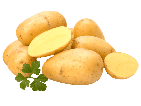 Sante Potatoes Producer & Supplier from Pakistan