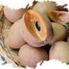 Sapodilla Producer & Supplier from Pakistan