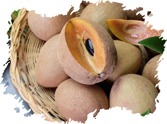 Sapodilla Producer & Supplier from Pakistan