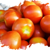 Tomatoes Producer & Supplier from Pakistan