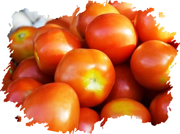 Tomatoes Producer & Supplier from Pakistan