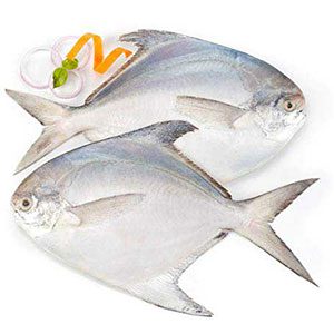 White Pomfret Supplier from Pakistan